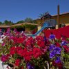 Fiori rossi e viola in primo piano, parco giochi con scivolo blu sullo sfondo.