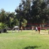 Persone giocano a pallavolo su un prato verde circondato da alberi.