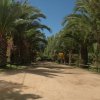 Alberi di palma allineati lungo un viale sabbioso.