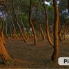 Una foresta di alberi con tronchi inclinati al tramonto.
