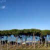 Alberi alti con il mare sullo sfondo.