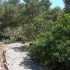 Un sentiero sterrato circondato da alberi e cespugli verdi sotto un cielo azzurro.