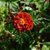Un fiore rosso con petali arricciati al centro, circondato da foglie verdi.