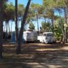 Camper vintage e tende in un boschetto ombreggiato.
