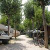 Camper parcheggiati lungo un viale alberato con biciclette accanto.