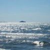Oceano con onde increspate sotto il sole e un'isola in lontananza.