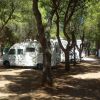 Camper parcheggiati in una pineta ombreggiata.