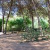 Sentiero boschivo tra alberi.