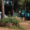 Tende da campeggio tra gli alberi in un ambiente boschivo.