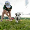 Cane che gioca su un prato con una persona.