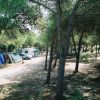 Area campeggio in una pineta con tende e roulotte sparse tra gli alberi.