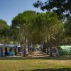 Area campeggio in una pineta con tende e roulotte.