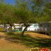 Camper parcheggiati sotto alberi lungo un sentiero ombreggiato.