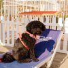 Cane nero seduto su una sedia a sdraio.