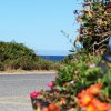 Strada vicino al mare con fiori colorati in primo piano.