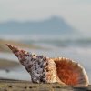 Conchiglia sulla spiaggia con il mare sullo sfondo.