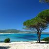 Una spiaggia con sabbia bianca, mare azzurro e pini sotto un cielo sereno.