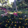 Giardino con fiori colorati e alberi sullo sfondo.