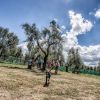 Cane corre verso la fotocamera in un campo con alberi e persone.