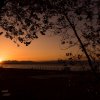 Tramonto sul mare visto attraverso alberi.