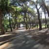 Un sentiero alberato nella foresta con la luce del sole che filtra tra gli alberi.
